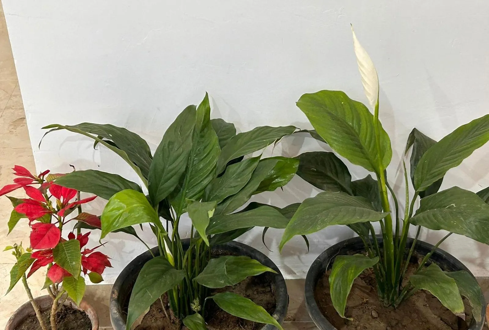 Saroj Villa Agra  Indie